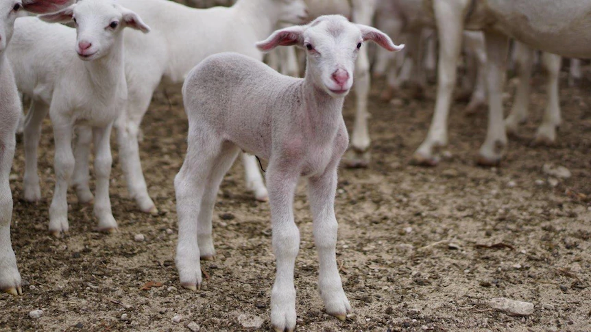 sheep grazier warning